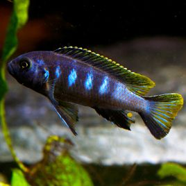 Chidongo elongatus Chewere 4-6cm 