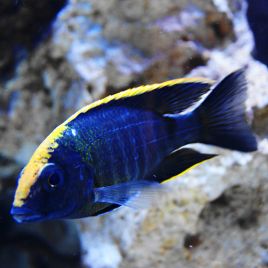 Aulonocara Maylandi 8-9cm le couple