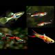 Guppys Endler mix Poecillia Wingei (mélange de couleurs) couples uniquement
