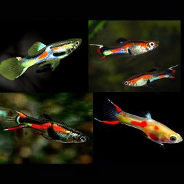 Guppys Endler mix Poecillia Wingei (mélange de couleurs) couples uniquement