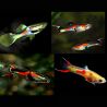 Guppys Endler mix Poecilia wingei (mélange de couleurs) lot de 30 couples 49.50€