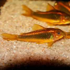 Corydoras red strip peru 14,50 €