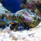 Calcinus elegans 2-3 cm (par 5) 39,50 €