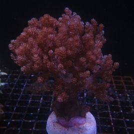 Capnella sp.-commun corail choux fleur 10-12cm