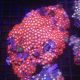 Zoanthus rouge et orange 12-15 cm