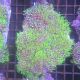 Pachyclavularia violacea vert coeur blanc 7-9 cm 39,50 €