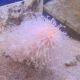 Cavernularia sp - Stylo de mer à longs polyps 12-15cm 43,50 €
