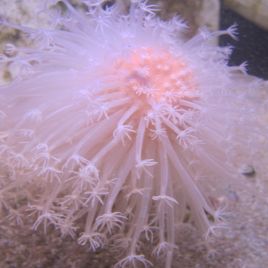 Cavernularia sp - Stylo de mer à longs polyps 12-15cm 43,50 €