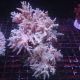 Sinularia asterolobata 10-12 cm 47,50 €
