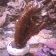  Plexaurella nutans - Gorgone (10-15 cm)