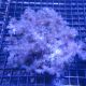 Klyxum sp (Alcyonum sp)-corail soft colt 8 CM 47,50 €