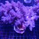 Klyxum sp (Alcyonum sp)-corail soft colt 8 CM 34,50 €