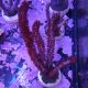  Plexaurella nutans - Gorgone (10-15 cm)