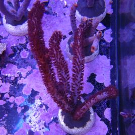  Plexaurella nutans - Gorgone (10-15 cm)