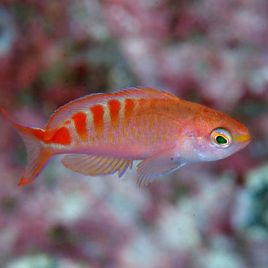 Pseudanthias lori 29,90 €