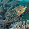 Macropharyngodon ornatus* : 5-7 cm