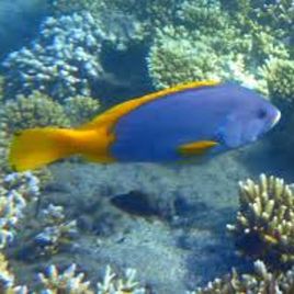 Epinephelus flavocaeruleus 12-15 cm