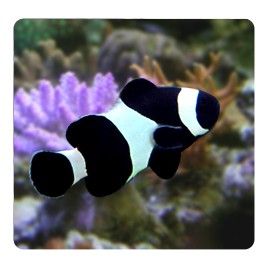 Amphiprion Ocellaris "back" 4-5 cm 49,50 €