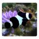 Amphiprion Ocellaris "Black" 2-3 cm (Lot de 2) 54,50 €