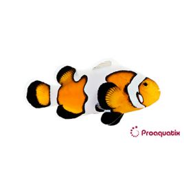Amphiprion Ocellaris "Premium Gladiator" 3-5 cm