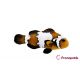 Amphiprion Ocellaris Blacker Ice 3-4 cm (Lot de 2)