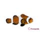 Amphiprion Ocellaris "Mocha" 3-4 cm (Lot de 2) 65,00 €