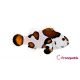 Amphiprion Ocellaris "Mocha Storm" 49,50 €