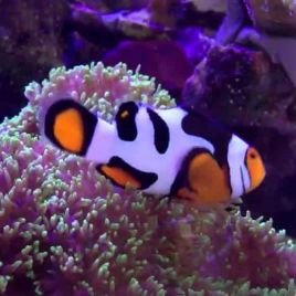 Amphiprion Percula "Extreme Picasso" 4-6 cm