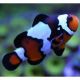 Amphiprion Ocellaris Blacker Ice 3-4 cm (Lot de 2)