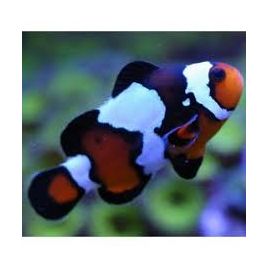 Amphiprion Ocellaris Blacker Ice 3-4 cm (Lot de 2)