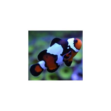 Amphiprion Ocellaris Blacker Ice 3-4 cm (Lot de 2)