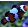 Amphiprion Ocellaris Blacker Ice 3-4 cm (Lot de 2)