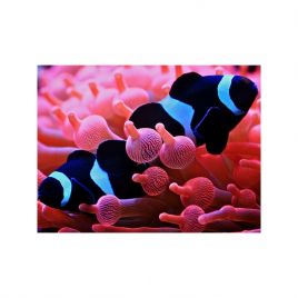 Amphiprion Ocellaris "Black" 2-3 cm (Lot de 2)