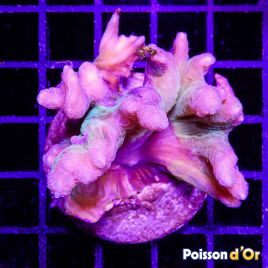 Bouture Pectinia lactuta