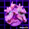 Bouture Pectinia lactuta