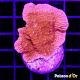 Bouture Montipora Foliosa red
