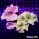 Sinularia dura vert 6-8 cm 49,50 €