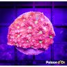 Bouture Favites "pentagona red" 3-4 cm
