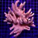 Lobophytum commun 7-9 cm 37,50 €