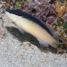 Pseudochromis perspicillatus 7-10 cm