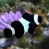 Amphiprion Ocellaris Black 2-3 cm