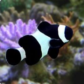 Amphiprion Ocellaris "Black" 3-5 cm