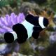 Amphiprion Ocellaris "Black" 4-5 cm (lot de 2) 82,00 €