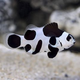Amphiprion Ocellaris "Black Storm" 2-3 cm