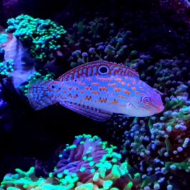 Halichoeres Timorensis 4-7 cm  