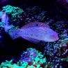 Halichoeres Timorensis 4-7 cm  
