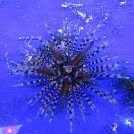 Echinotrix calamaris - Oursin à longues épines rayées 6-8cm lot de 2