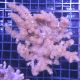 Klyxum sp (Alcyonum sp)-corail soft colt 8 CM 34,50 €