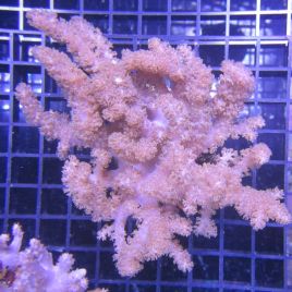 Klyxum sp (Alcyonum sp)-corail soft colt 8 CM 43,50 €