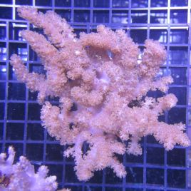 Klyxum sp (Alcyonum sp)-corail soft colt 8 CM 47,50 €